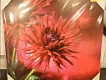 OBRAZ B - obraz s květinovým motivem 30x30 cm 